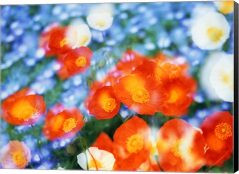 Framed Kaleidoscopic flowers in blues, orange and white Print