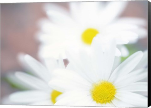 Framed Close up of daisies with purple background Print