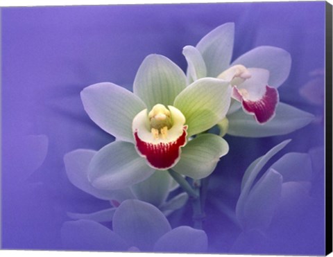 Framed Waxy white orchids with fuchsia centers floating in purple water Print