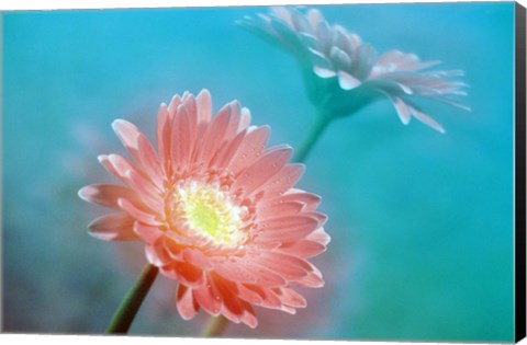 Framed Close up of pink and lavender flowers Print