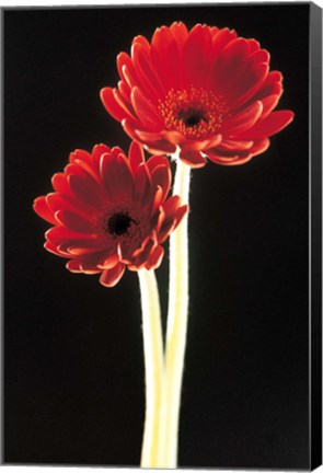 Framed Close up of two deep red flowers with white stems on black background Print