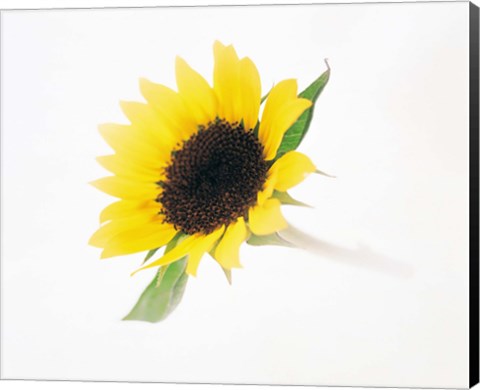Framed Close up of sunflower Print