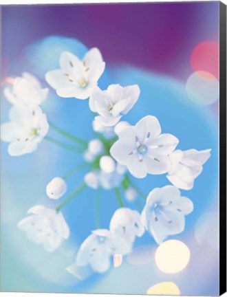 Framed Close up of white flowers with out of focus blue background Print