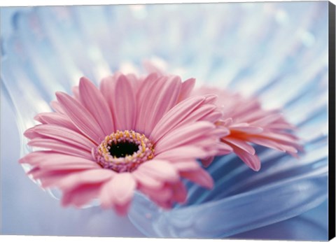 Framed Close up of two pink gerbera daisies in water ripples Print