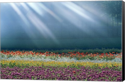 Framed Field of multicolored flowers with streaks of white light rays Print