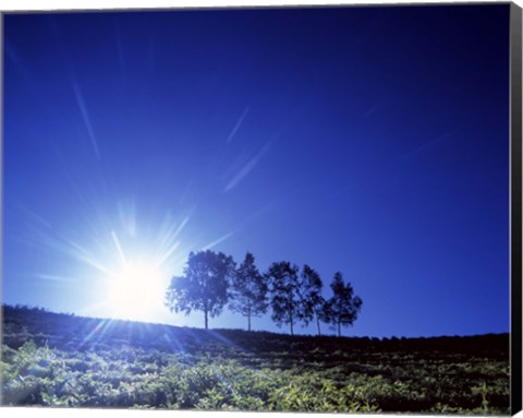 Framed Silhouette with trees in sparse field back lit by white sun Print