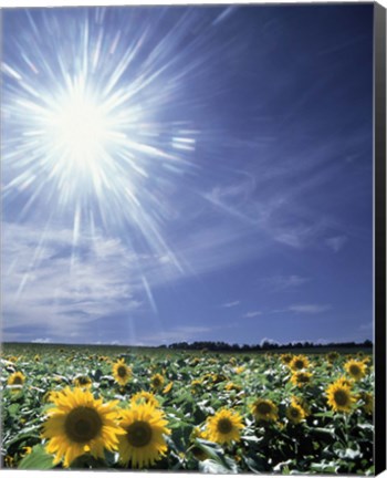 Framed Bright burst of white light above field of sunflowers Print