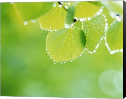 Framed Green Leaves with Dew Print