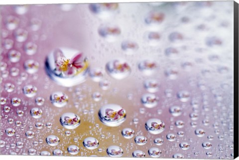 Framed Close up of water droplets with flower reflected in centers Print