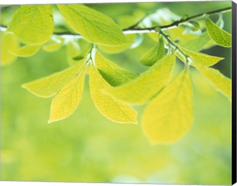 Framed Lime Green Leaves Print