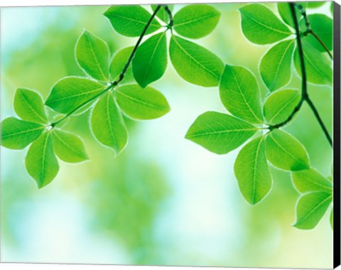 Framed Selective focus close up of green leaves hanging from tree Print