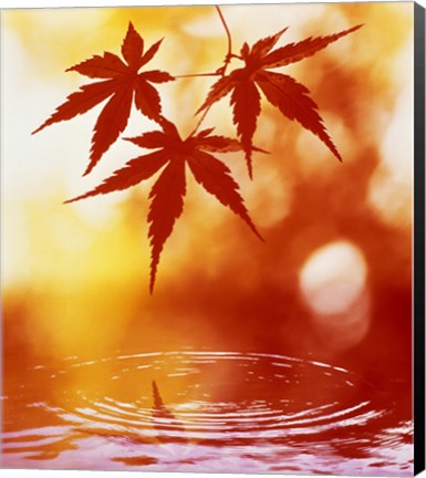 Framed Selective focus of red leaves above water ripples Print