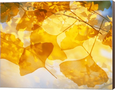 Framed Selective focus close up of golden yellow autumn leaves Print