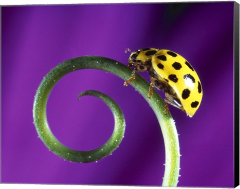 Framed Side view close up of yellow ladybug sitting on a green curlicue shaped leaf Print