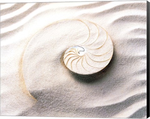 Framed Shell spiraling into wavy sand pattern Print