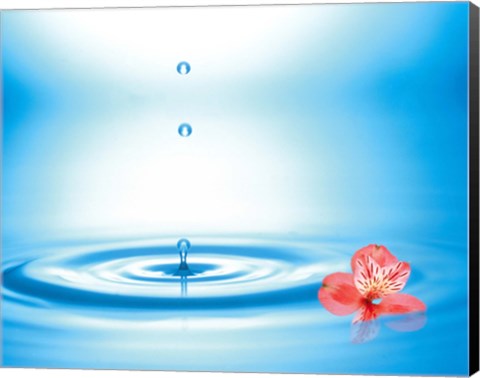 Framed Water drops rising from water rings with small coral flower Print