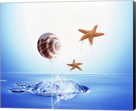 Framed shell and two starfish floating above bubbling water Print