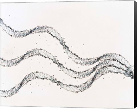 Framed Three ribbons of water drops with white background Print