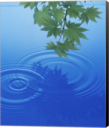 Framed Branch with green leaves suspended over deep blue water with rings and reflection Print