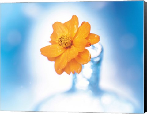 Framed Close up of ruffled marigold bloom in blue bottle with blurred blue and white background Print