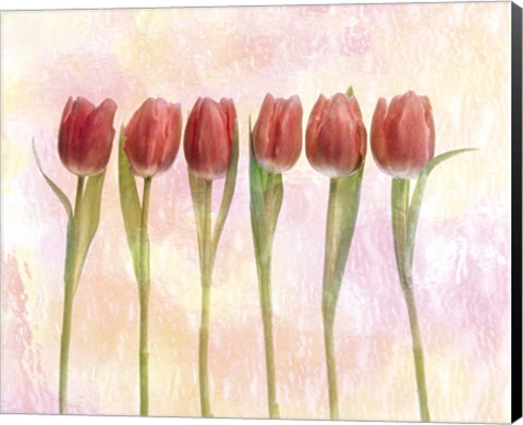 Framed Six pink tulips with green stems and leaves upright in front of pink plaster wall Print