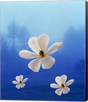 Framed Three white orchids floating in foggy blue sky with silhouette of trees in background Print