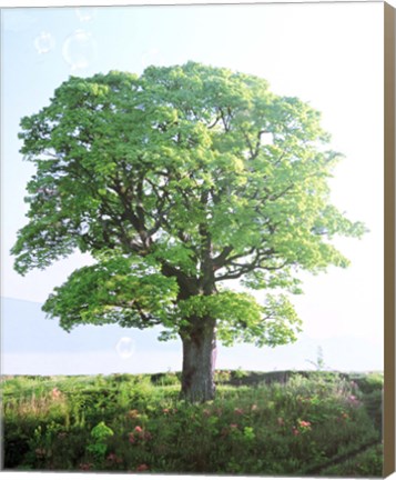 Framed Single green tree standing in field with blue sky Print