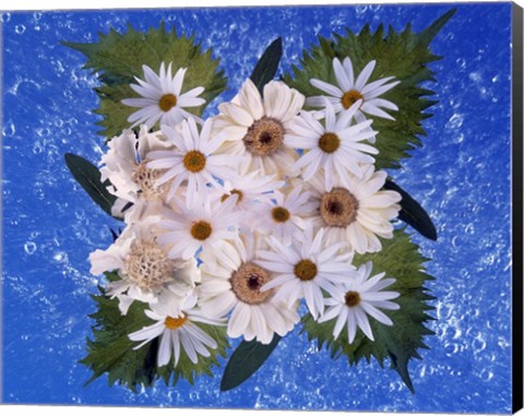 Framed Close up of white daisy bouquet with mottled blue background Print