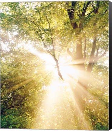 Framed Burst of white light through green trees Print