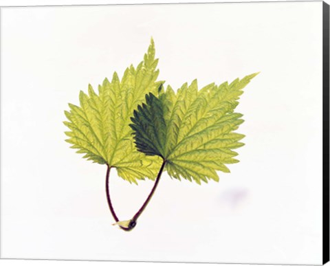 Framed Close-Up of Green Leaves II Print