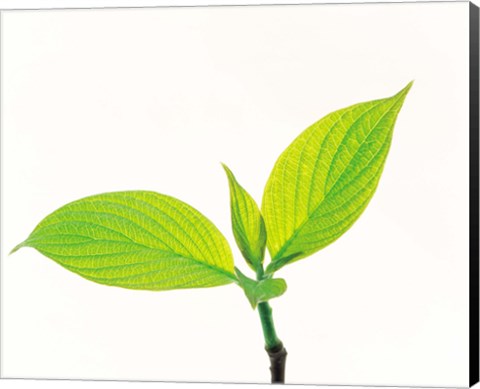 Framed Close-Up of Green Leaves III Print