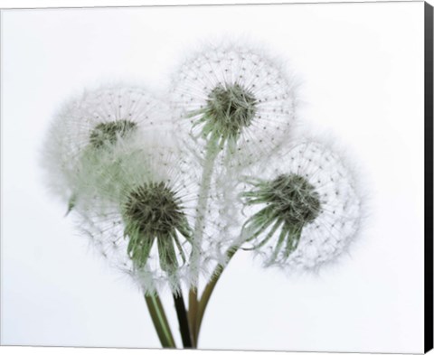 Framed Close up of four dandelion heads in seed on stems Print