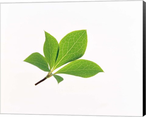Framed Close-Up of Green Leaves VI Print