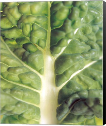 Framed Close up of bumpy vegetable leaf with white stalk Print