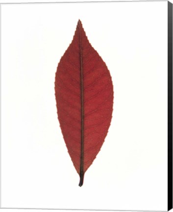 Framed Close up of red leaf on white Print