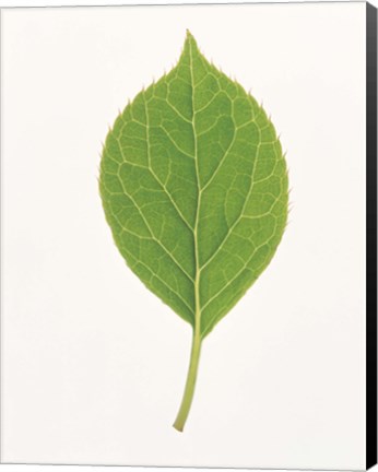 Framed Vertical Green Leaf on Light Grey Print