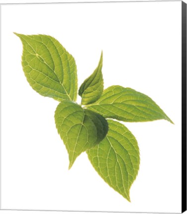 Framed Close up of green leaves on pale green and white Print