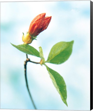 Framed Close up of dark pink flower bud on green stem with green leaves on watercolor blue Print