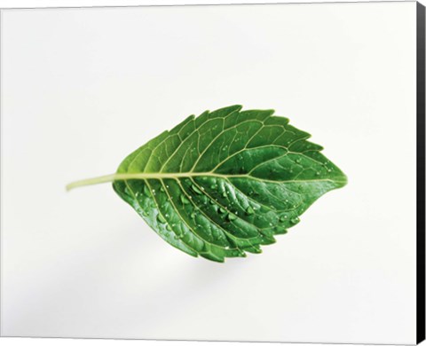 Framed Horizontal Green Leaf on Light Grey Print