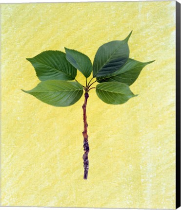 Framed Close up of green leaves with brown branch on pale yellow Print