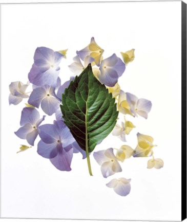 Framed Close up of green leaf and lavender flower petals scattered on white Print