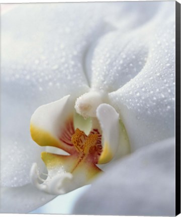 Framed Close up of center of white orchid with yellow center Print