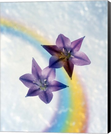 Framed Two violet flower on white blue and yellow background Print