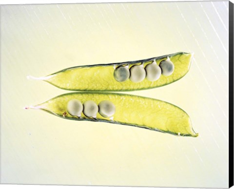 Framed Two transparent pea pods with yellow green background Print