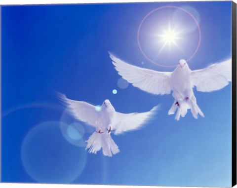 Framed Two doves side by side with wings outstretched in flight with brilliant light and blue sky Print