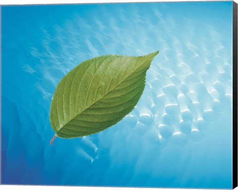 Framed Single green leaf above blue water with lights Print