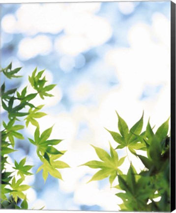 Framed Green leaves on mottled cloudy sky Print