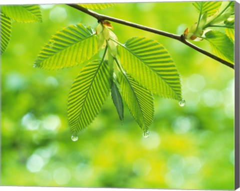 Framed Selective focus striped leaves on branch with forest in back Print