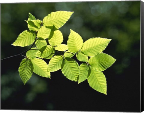 Framed Striped Leaves on Branch Print