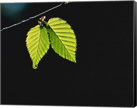 Framed Two green leaves on thin branch on black Print
